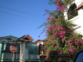 San Ignacio, Cayo  District, Belize, street, house, flowers – Best Places In The World To Retire – International Living
